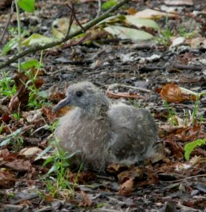 Baby Wood Pigeon