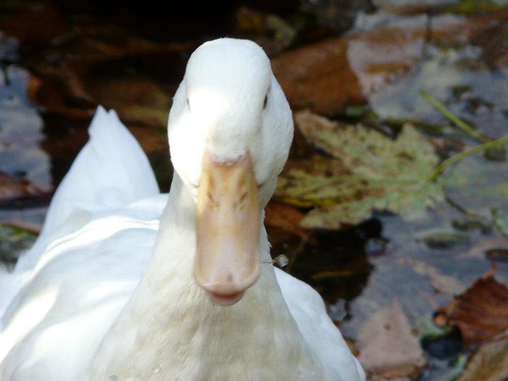 White Duck Image