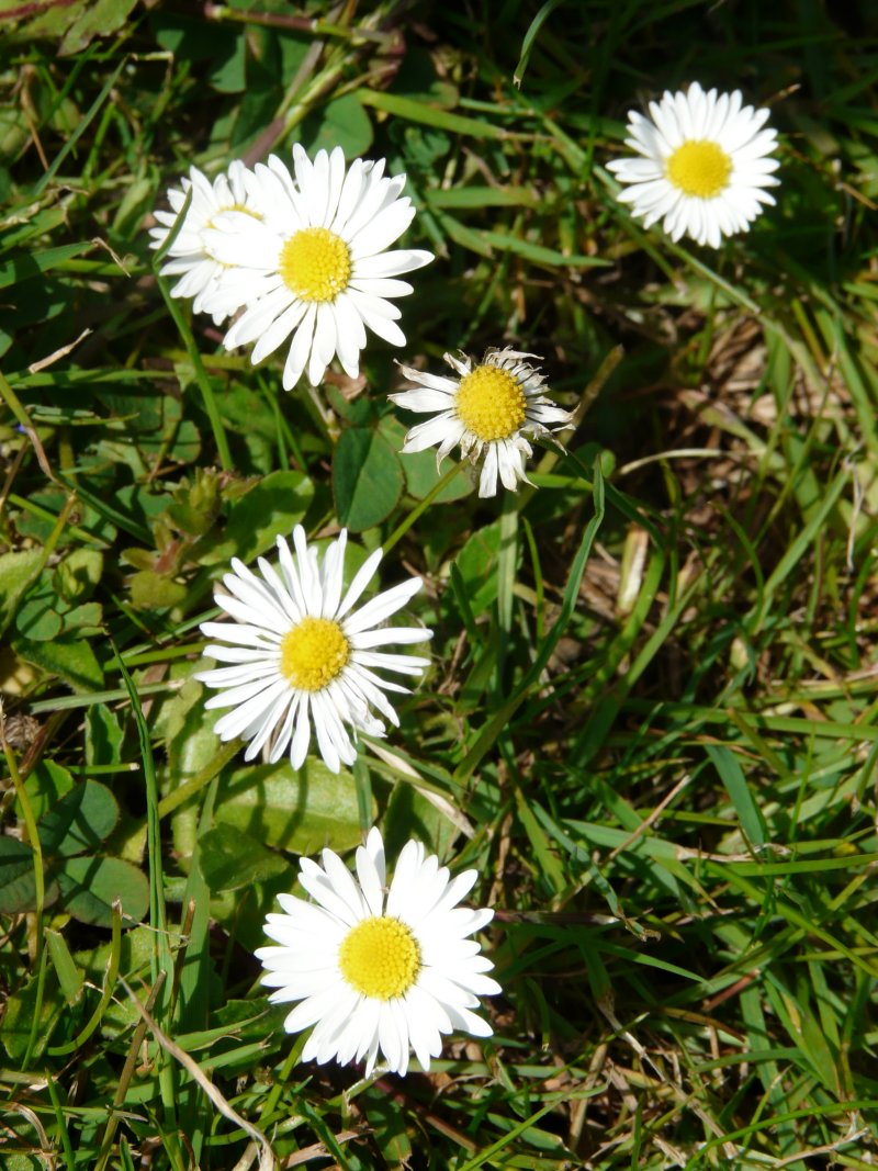 Daisy Cluster Image