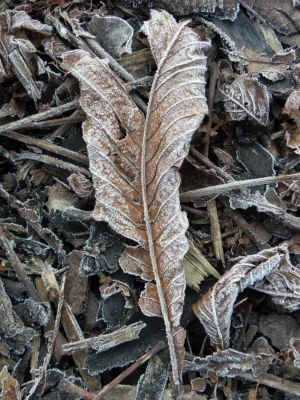 Frost Covered Leaf Photograph