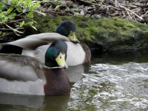 Funny Duck Photo