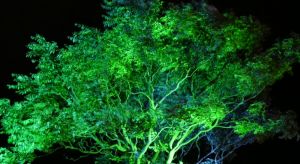 Green Illuminated Tree