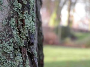 Green Moss on Tree Photo