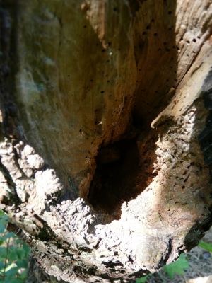 Hole in Tree Trunk Photo