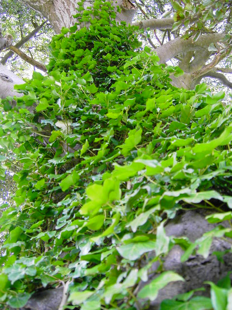 ivy growing