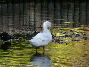 Large White Duck Picture