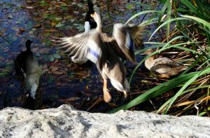 Mallard in Flight Picture