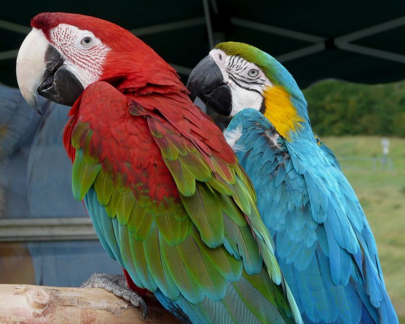 Red And Green Parrots Photograph