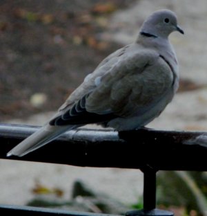 Resting Dove Image