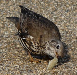 Song Thrush Eating Picture