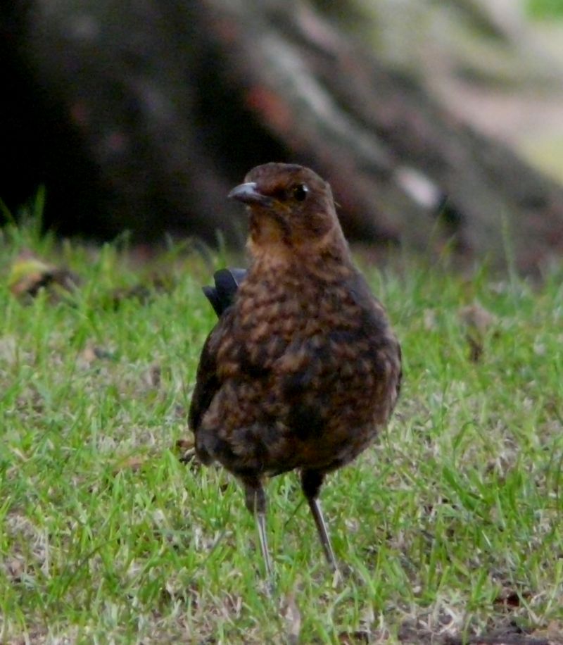 Young Blackbird Picture
